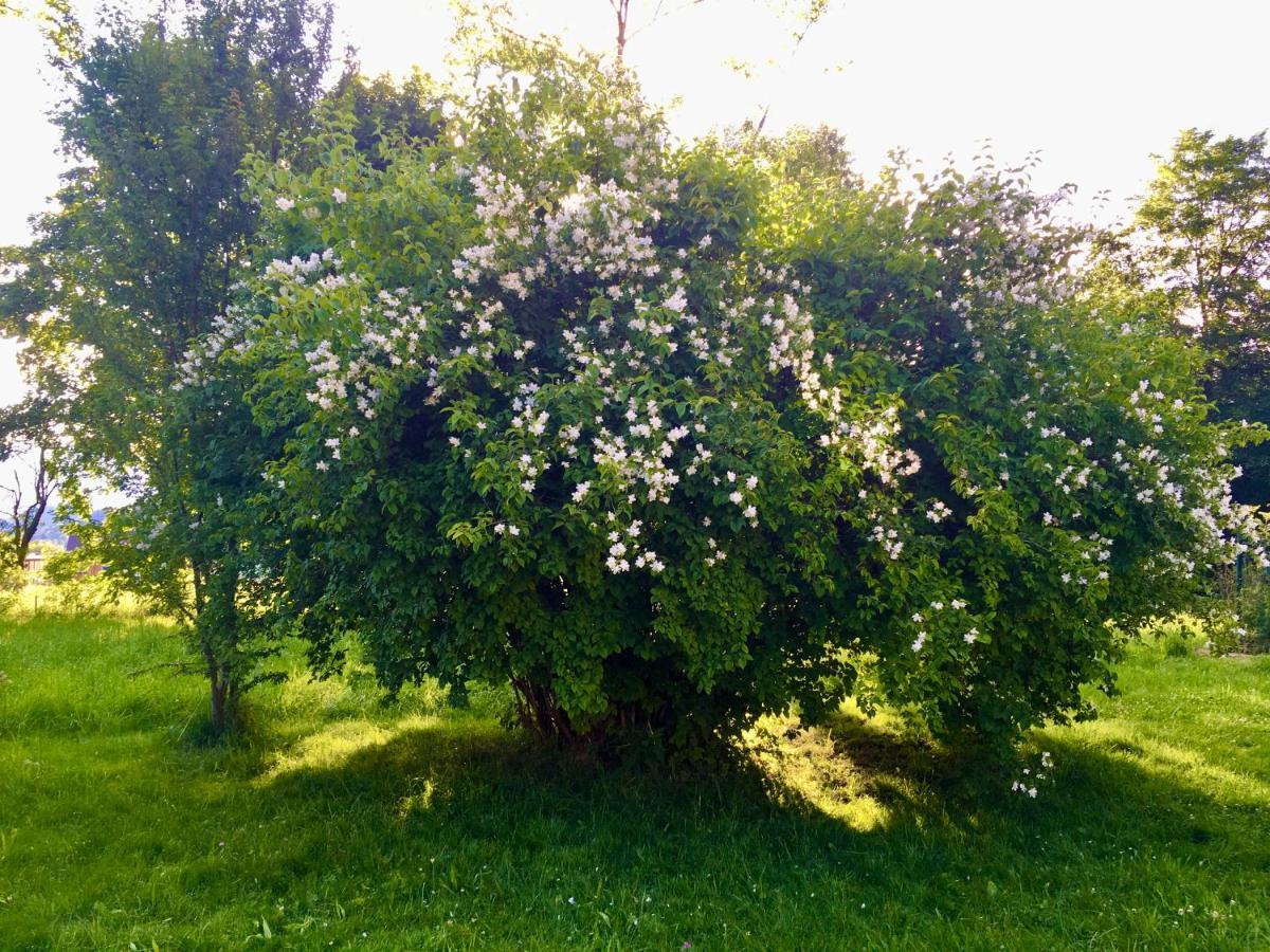 Naturforsthaus Gartenblick Fuer Hunde - Und Naturverbundene Menschen Preitenegg Exterior photo